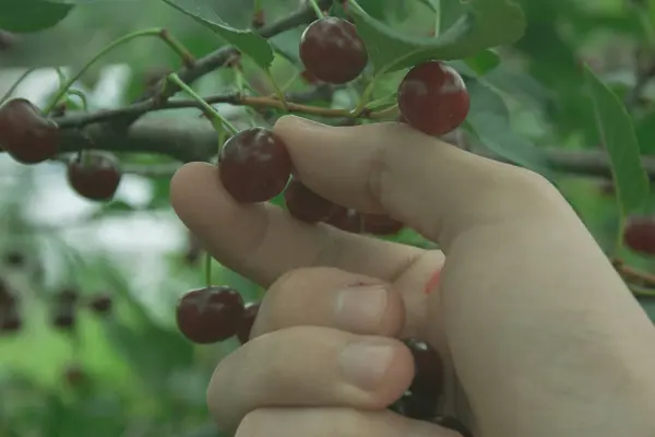 Récolte de cerises rouges fraîches et savoureuses — Photo