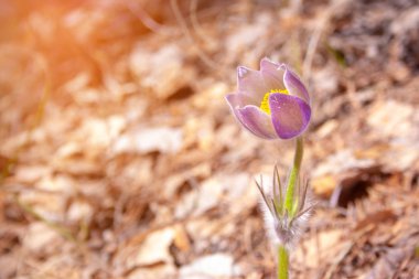 Güzel bahar Mor çiçek