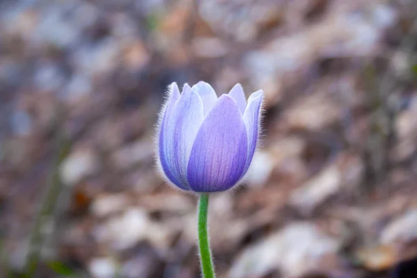 Purple flower pulsatilla — Stock Photo, Image