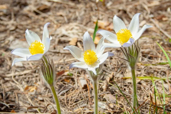 Beautiful sprin flower — Stock Photo, Image