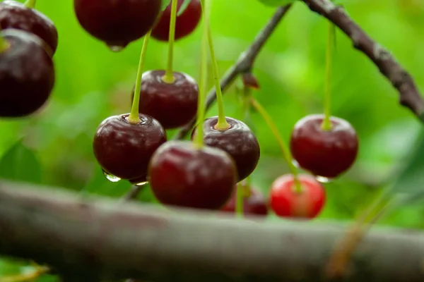 Cerises rouges avec gouttes — Photo