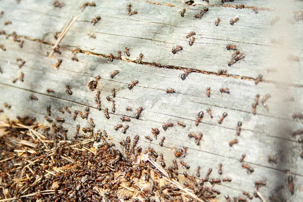 Many ants working