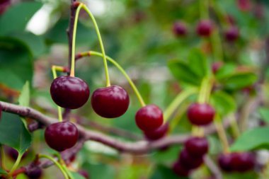 Dalda yağmur damlaları olan kırmızı kirazlar. Olgun meyveler kiraz ağacı şube makro asılı. Bahçede yağmurdan sonra olgun kırmızı kiraz kapatın. 