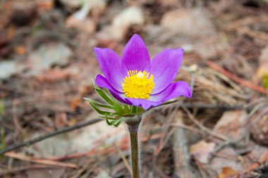 Güzel bahar Mor çiçek Pulsatilla bahar gününde ormanda büyür. 