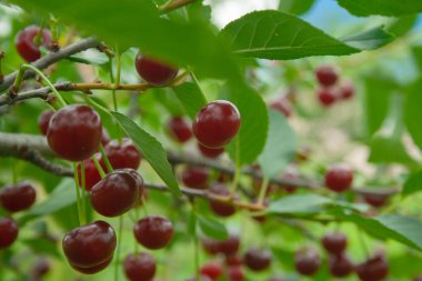 Dalda yağmur damlaları olan kırmızı kirazlar. Olgun meyveler kiraz ağacı şube makro asılı. Bahçede yağmurdan sonra olgun kırmızı kiraz kapatın. 