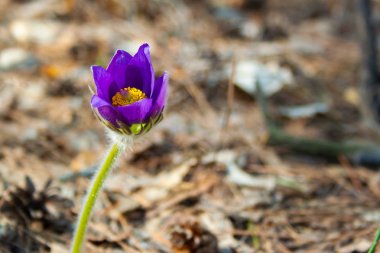 Güzel bahar mor çiçek pulsatilla ilkbahar gününde ormanda yetişir. Pulsatlla pratnsis. Mayıs mor ilk bahar çiçekleri.
