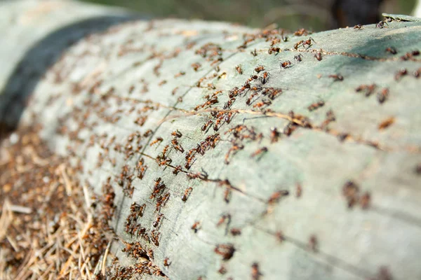 Many ants working together on fallen dry tree at sunny day un the forest close up. Macro ant. Group of insects