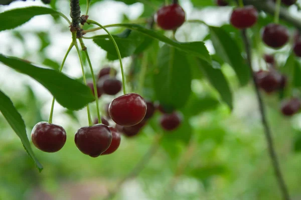 Cerises Rouges Avec Gouttes Pluie Sur Branche Baies Mûres Accrochées — Photo