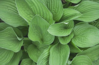 Yeşil hosta üst görünüm arka plan bırakır. Tasarım için büyük yeşil taze yaprakları desen, broşür, fon, web