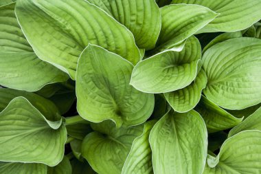 Yeşil hosta üst görünüm arka plan bırakır. Tasarım için büyük yeşil taze yaprakları desen, broşür, fon, web