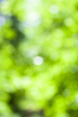 Orman arka planının bulanık yeşil ve beyaz orman renkleri. Orman odak arka planı