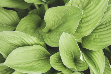 Yeşil hosta üst görünüm arka plan bırakır. Tasarım için büyük yeşil taze yaprakları desen, broşür, fon, web