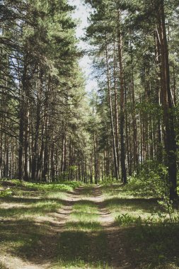 Yol ile yaz yeşil güzel orman manzara. Ormanda güzel yeşil güneşli bir gün