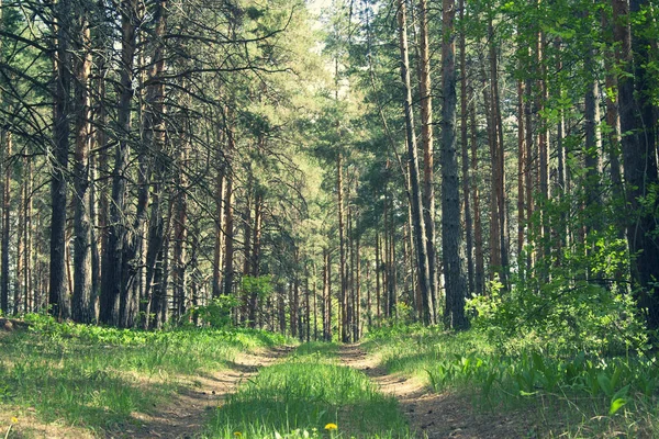 Letní zelená krásná lesní krajina se silnicí. Krásný zelený slunný den v lese — Stock fotografie