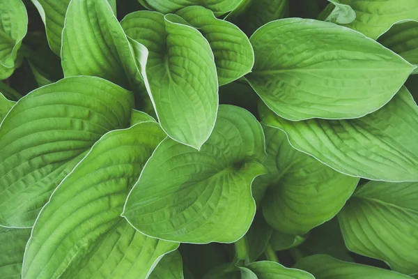 Verde hosta lasă fundal vedere de sus. Mare verde model frunze proaspete pentru design, broșură, fundal, web — Fotografie, imagine de stoc