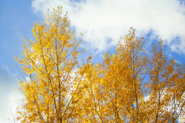 ağaç sarı yaprakları ile