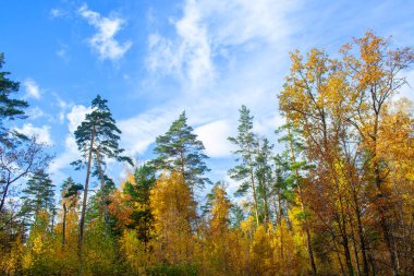 Altın sonbahar orman