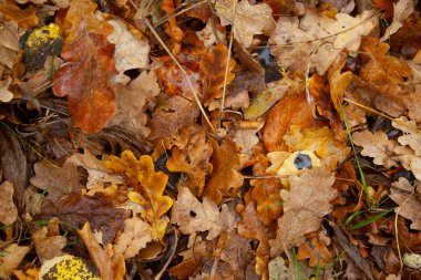Eski düşmüş yapraklar