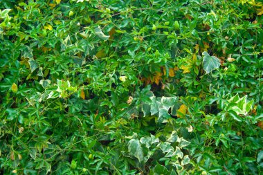 Passiflora yeşil duvar