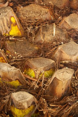 Büyük palmiye gövdesi