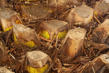 Büyük palmiye gövdesi