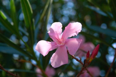 Oleander çiçekleri