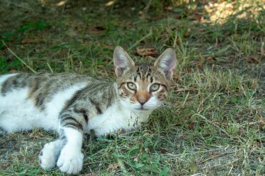 Çimenler üzerinde yetişkin kedi