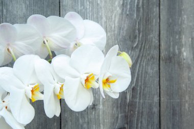 Beyaz Orkide 