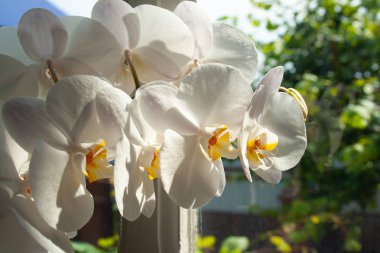Beyaz Orkide