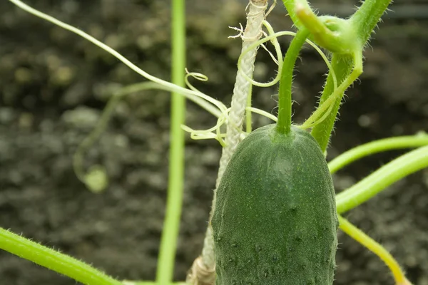 Young green cucumber — Stock Photo, Image