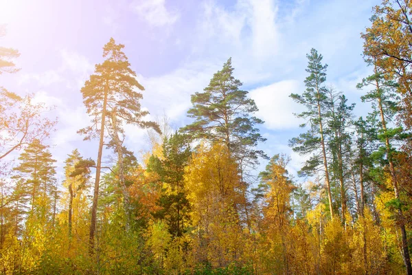 Złota jesień las — Zdjęcie stockowe