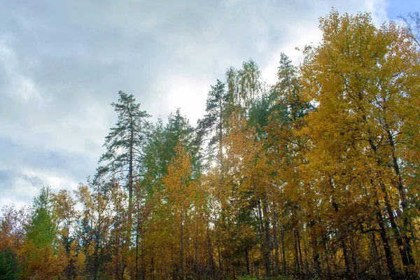 Złota jesień las — Zdjęcie stockowe