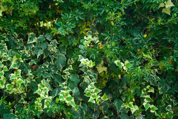 Зеленая стена пассифлоры — стоковое фото