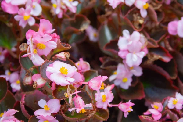 Gegonia flori — Fotografie, imagine de stoc