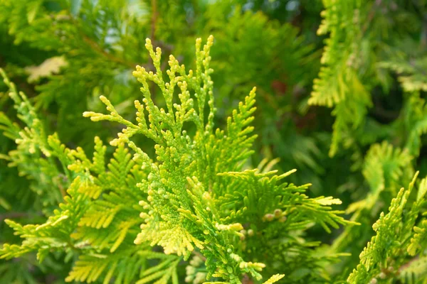 Den gröna grenen av Juniperus — Stockfoto