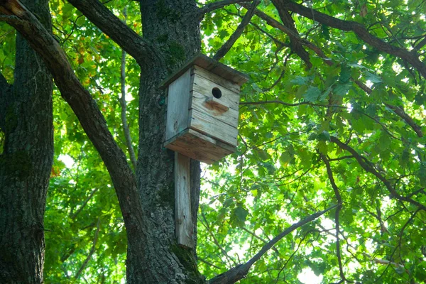 Birg Feeder — Stockfoto