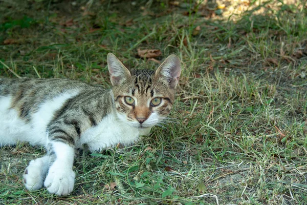 Çimenler üzerinde yetişkin kedi — Stok fotoğraf