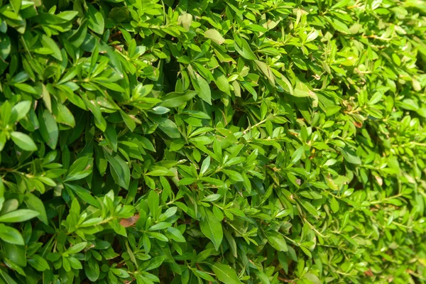 Achtergrond van groene bush — Stockfoto