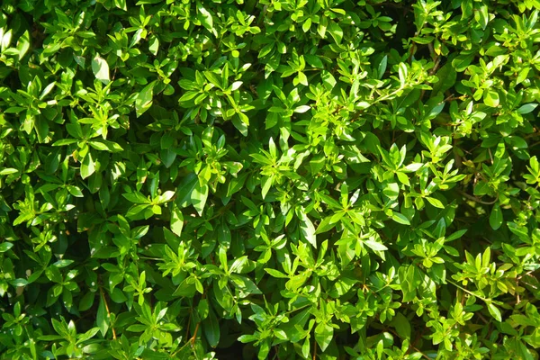 Bakgrund av grön buske — Stockfoto