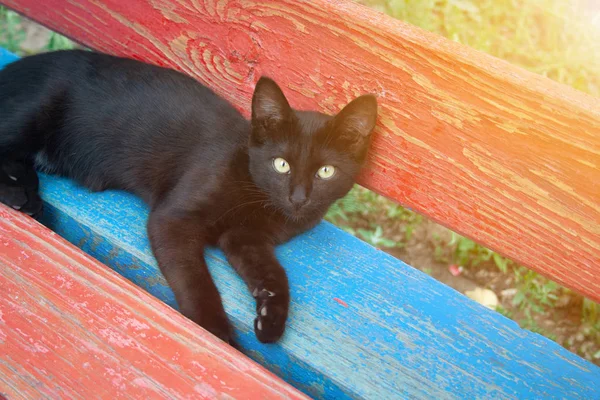 Black kitten on bench — Stock Photo, Image