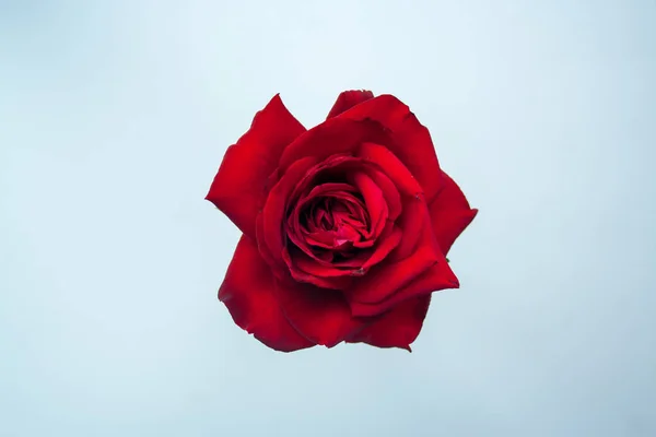 Red rose on white — Stock Photo, Image