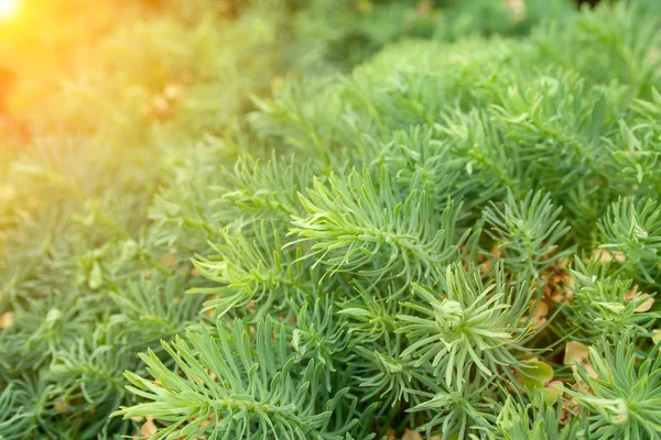 Spurge Cypress gräs — Stockfoto
