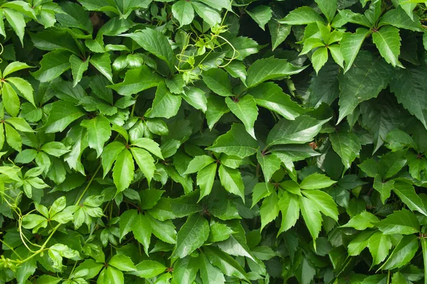 Parede verde de virginia trepadeira — Fotografia de Stock