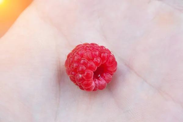 Красная малина под рукой — стоковое фото