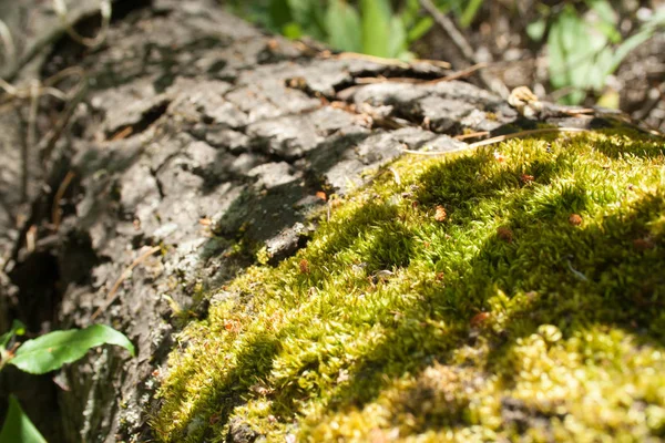 Groen mos op een boom — Stockfoto