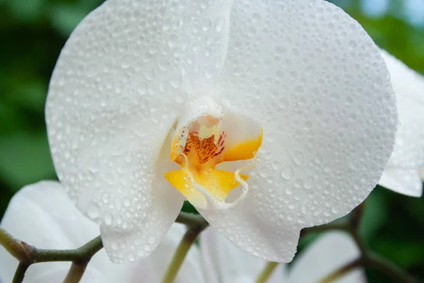 Weiße Orchidee mit Tropfen — Stockfoto