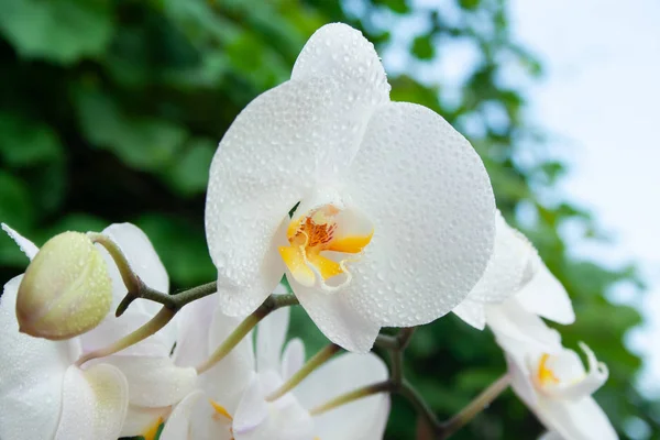 Orquídea branca com gotas — Fotografia de Stock