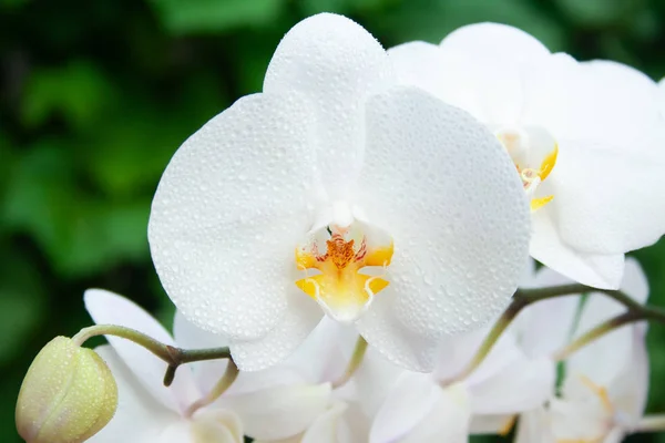 Orquídea branca com gotas — Fotografia de Stock