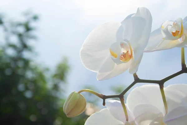 Orquídea branca no sol — Fotografia de Stock