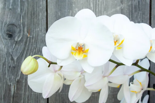 Orquídea branca — Fotografia de Stock